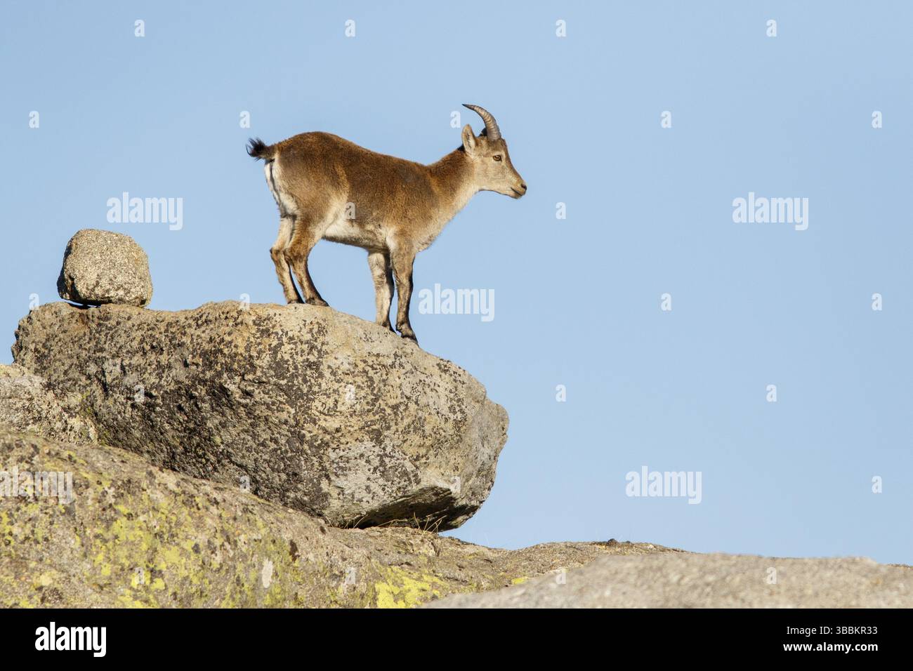 Westspanischer Steinbock (Capra pyrenaica victoriae) auf Felsen, Sierra de Gredos, Kastilien und Leon, Spanien, Europa Stockfoto