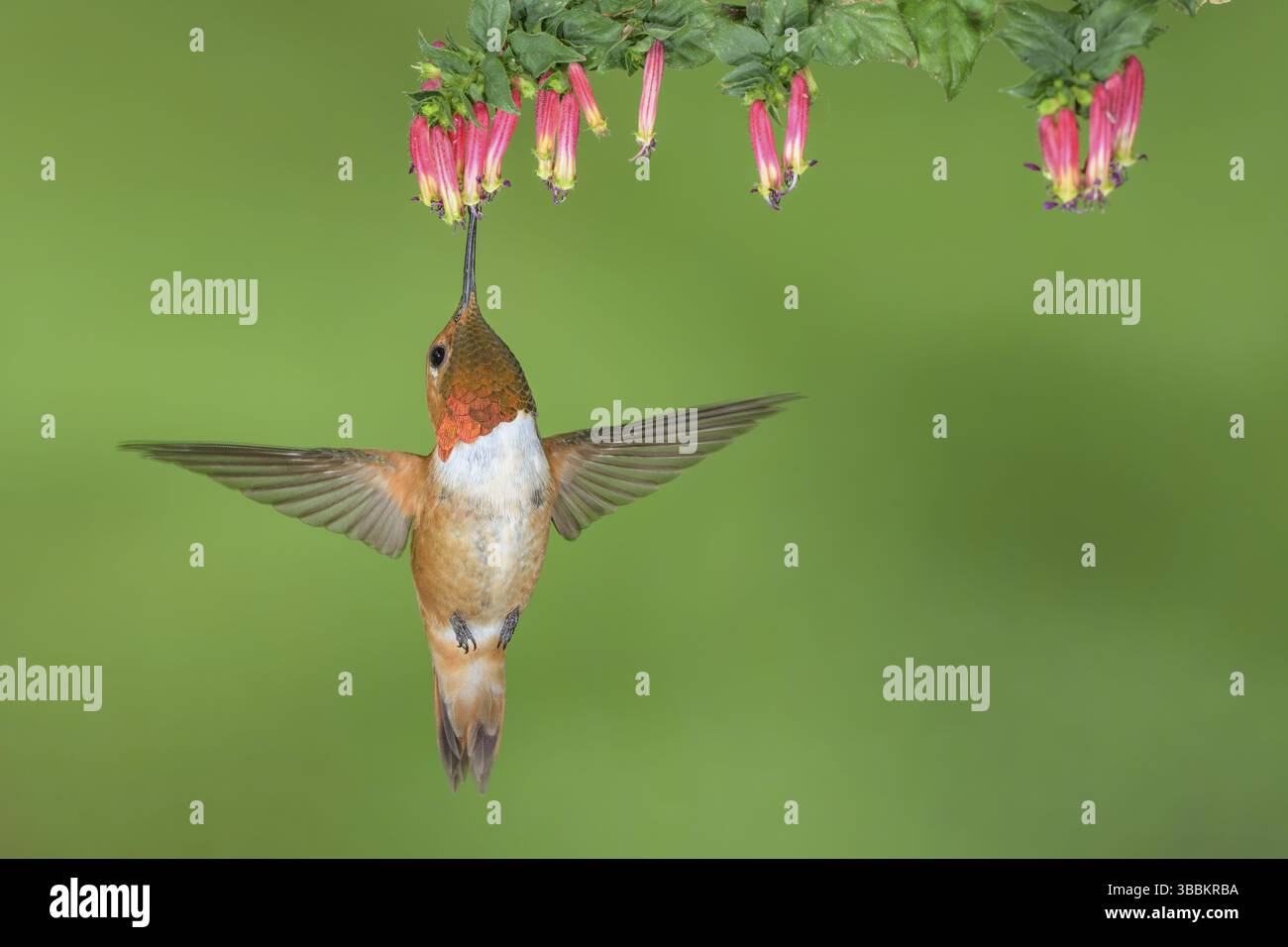 Der ruhende Kolibri (Selasphorus rufus) fliegt beim Füttern am Blumennektar, Colorado, USA, Nordamerika Stockfoto