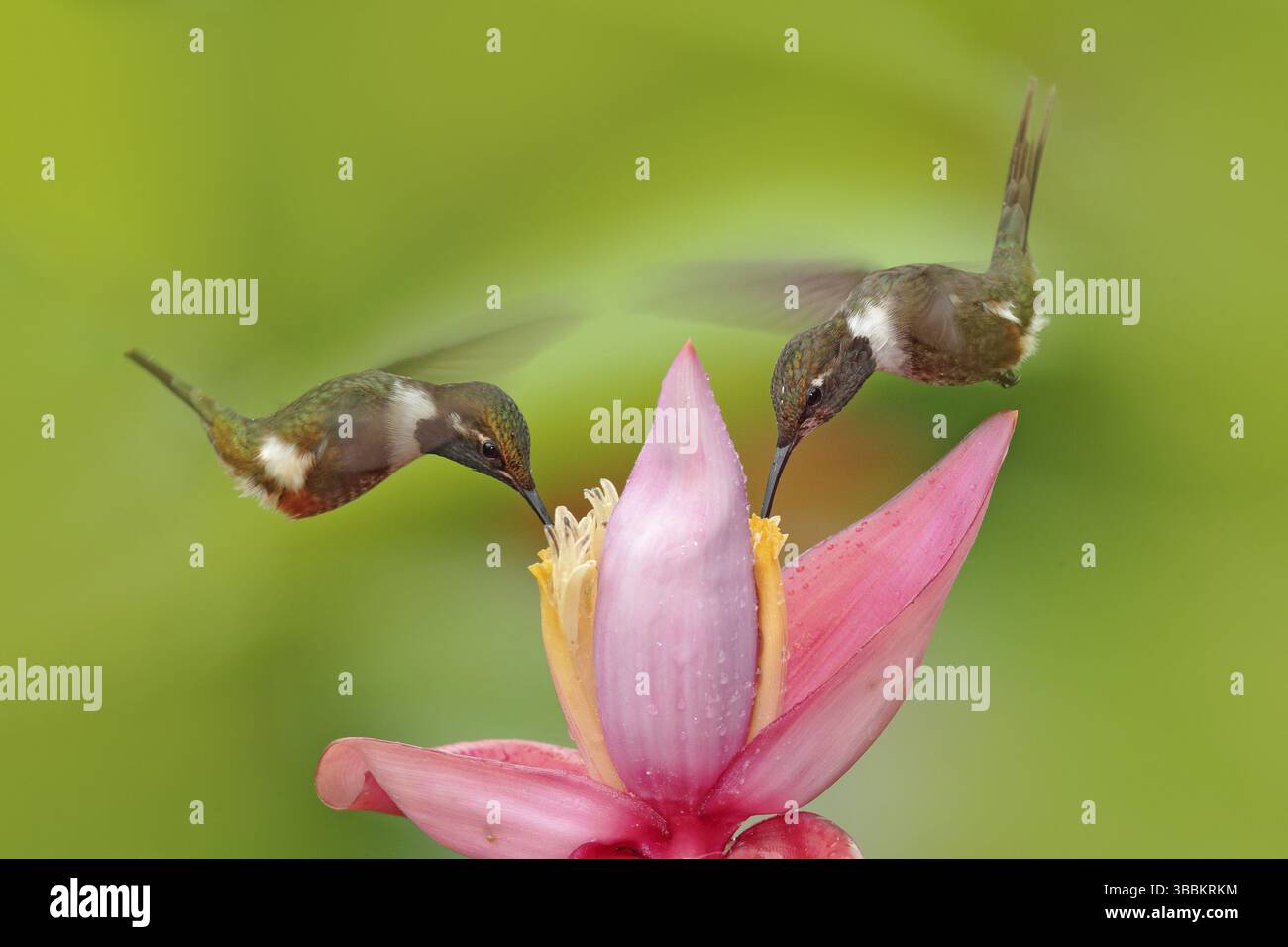 Zwei Kolibri mit rosa Blume, Fliege. Schöne blühende Lebensraum mit Vogel. Kleiner Vogelflug Purple-throated Woodstar, Calliphlox mitchellii, in Th Stockfoto