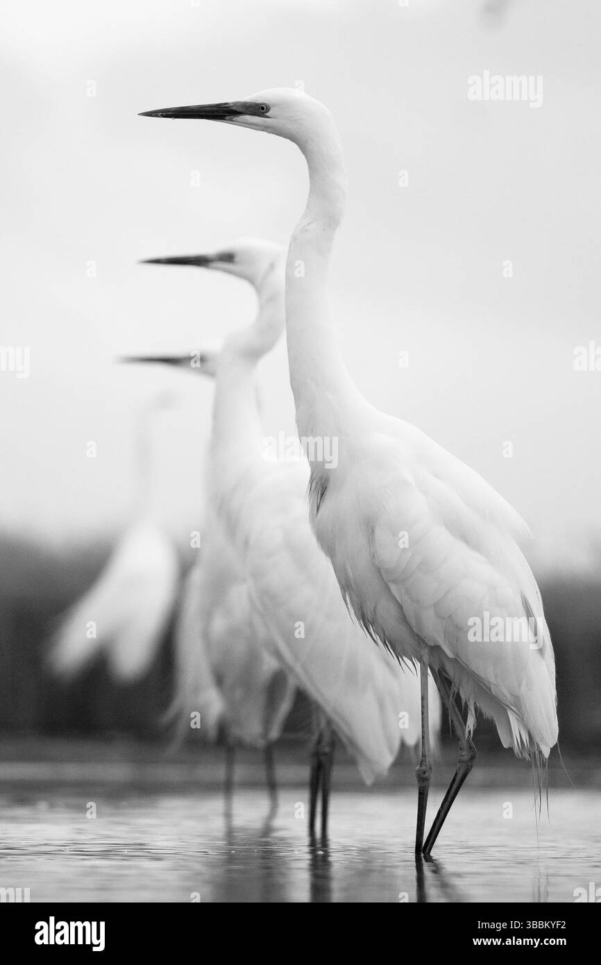 Großreiher (Ardea alba) Gruppe, Pusztaszer, Ungarn, Europa Stockfoto