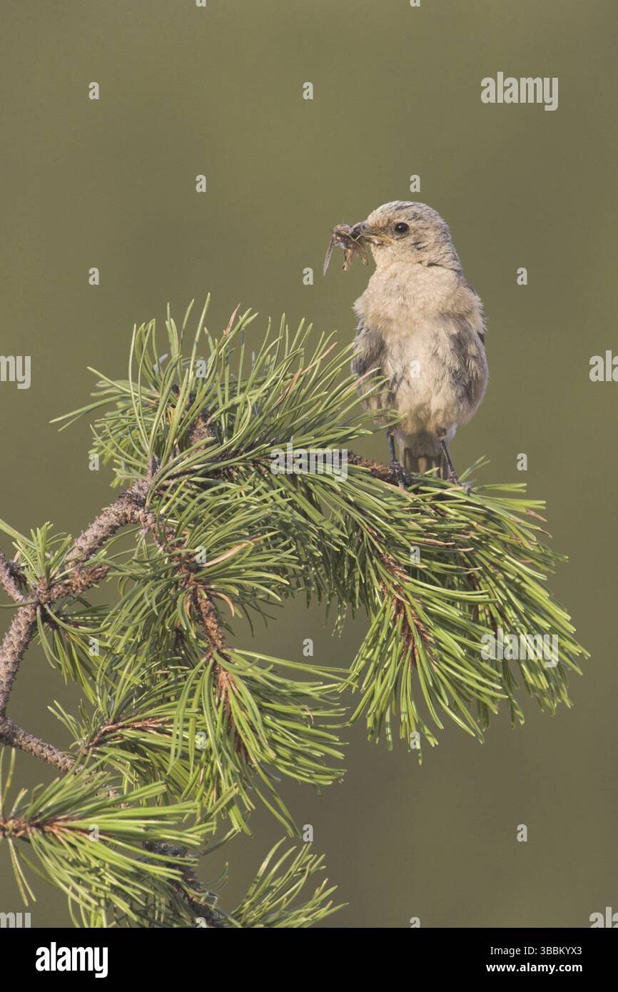 Mountain Bluebird (Sialia currucoides), Kanada, Nordamerika Stockfoto