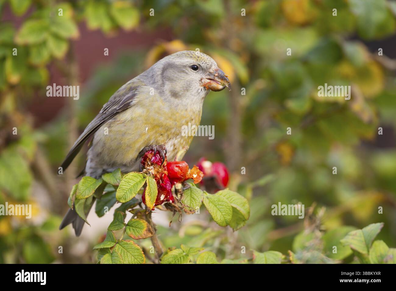 Parrot Gegenwechsel - Kiefernkreuzschnabel - Loxia pytyopsittacus, Deutschland. Weibliche Stockfoto