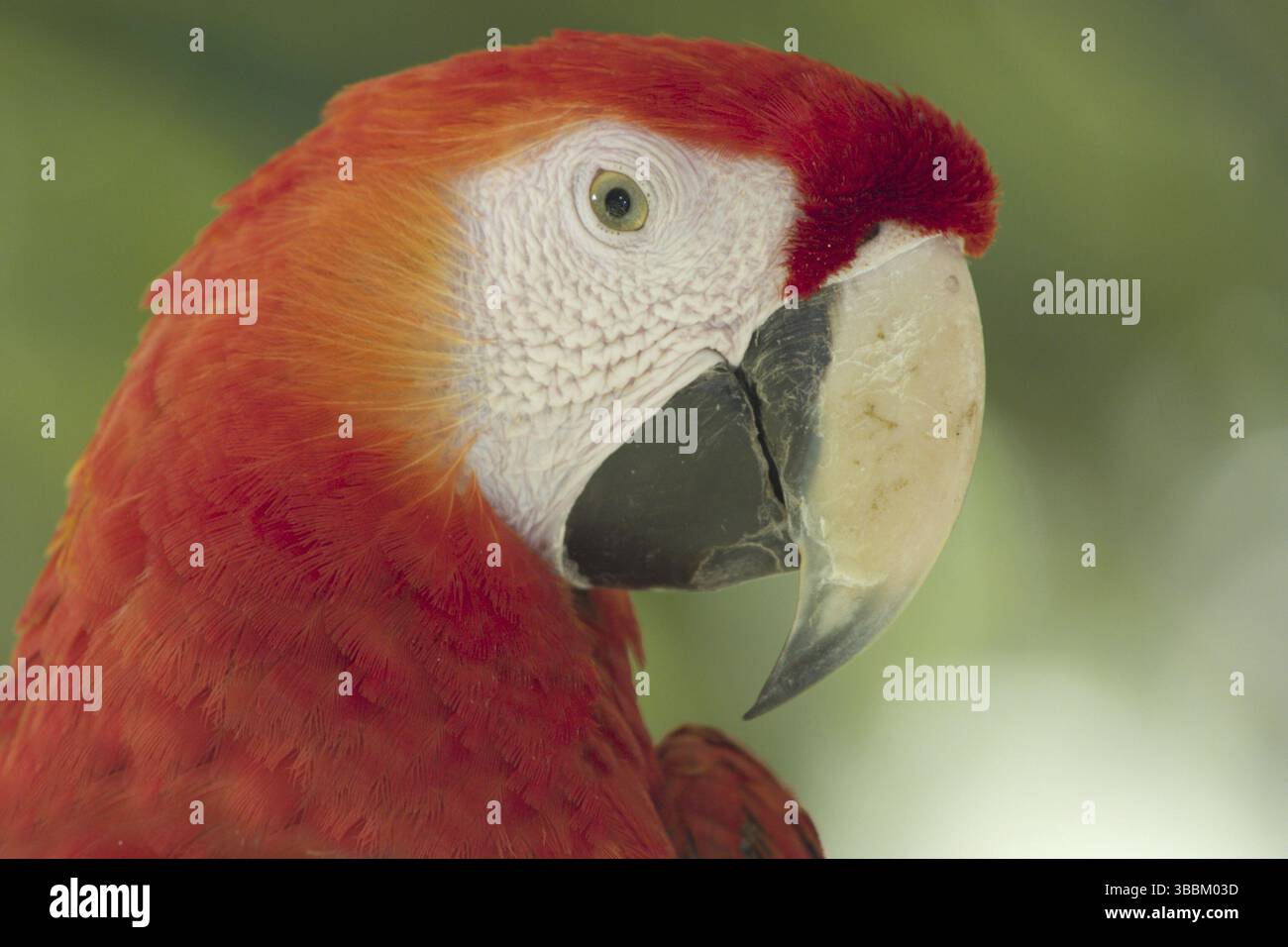 Scharlacharas (Ara macao), Costa Rica, Mittelamerika Stockfoto
