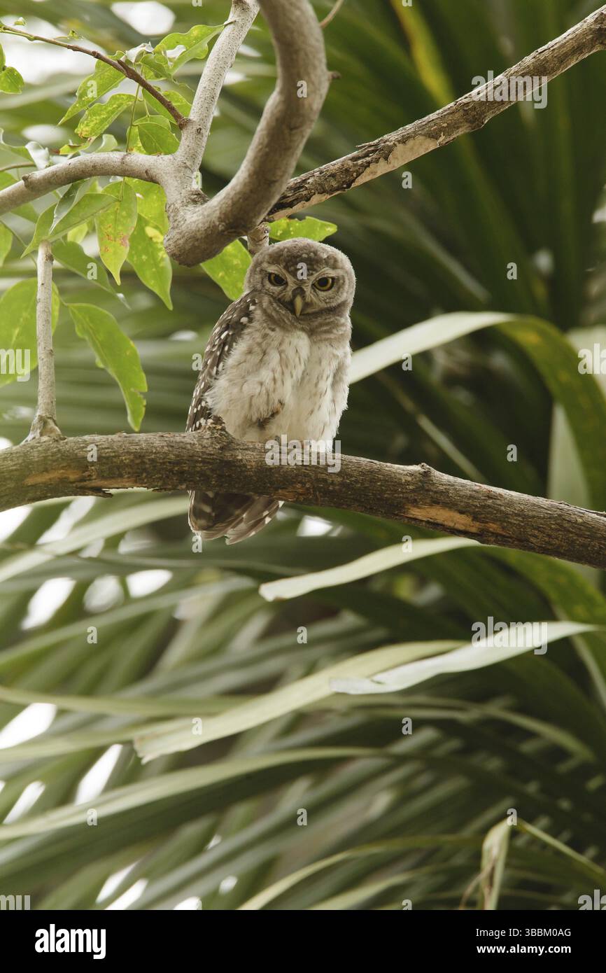 Geflecktes Owlet (Athene brama), Thailand, Asien Stockfoto