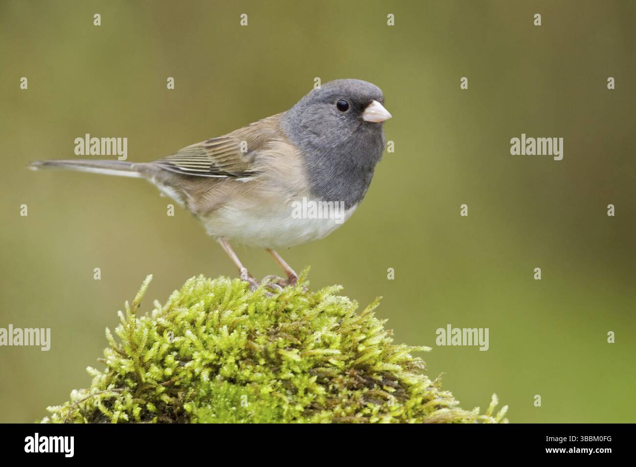 Oregon Junco (Junco hyemalis oreganus), British Columbia, Kanada, Nordamerika Stockfoto