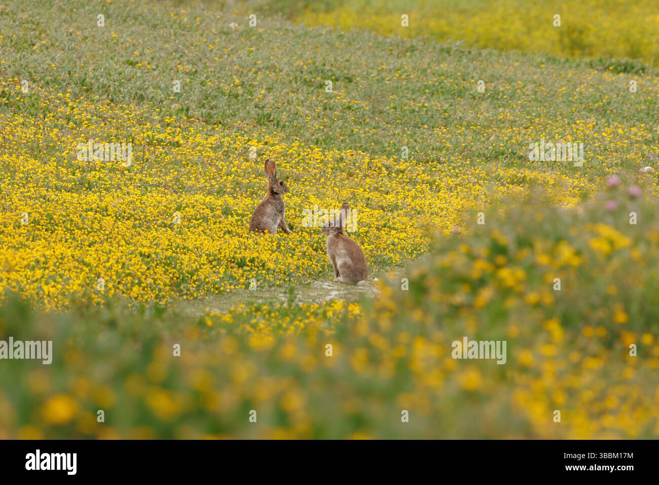 Zwei Kaninchen sitzen auf der Wiese mit gelben Blüten der Raupenpflanze (Scorpiurus muricatus), Beniarres, Spanien Stockfoto