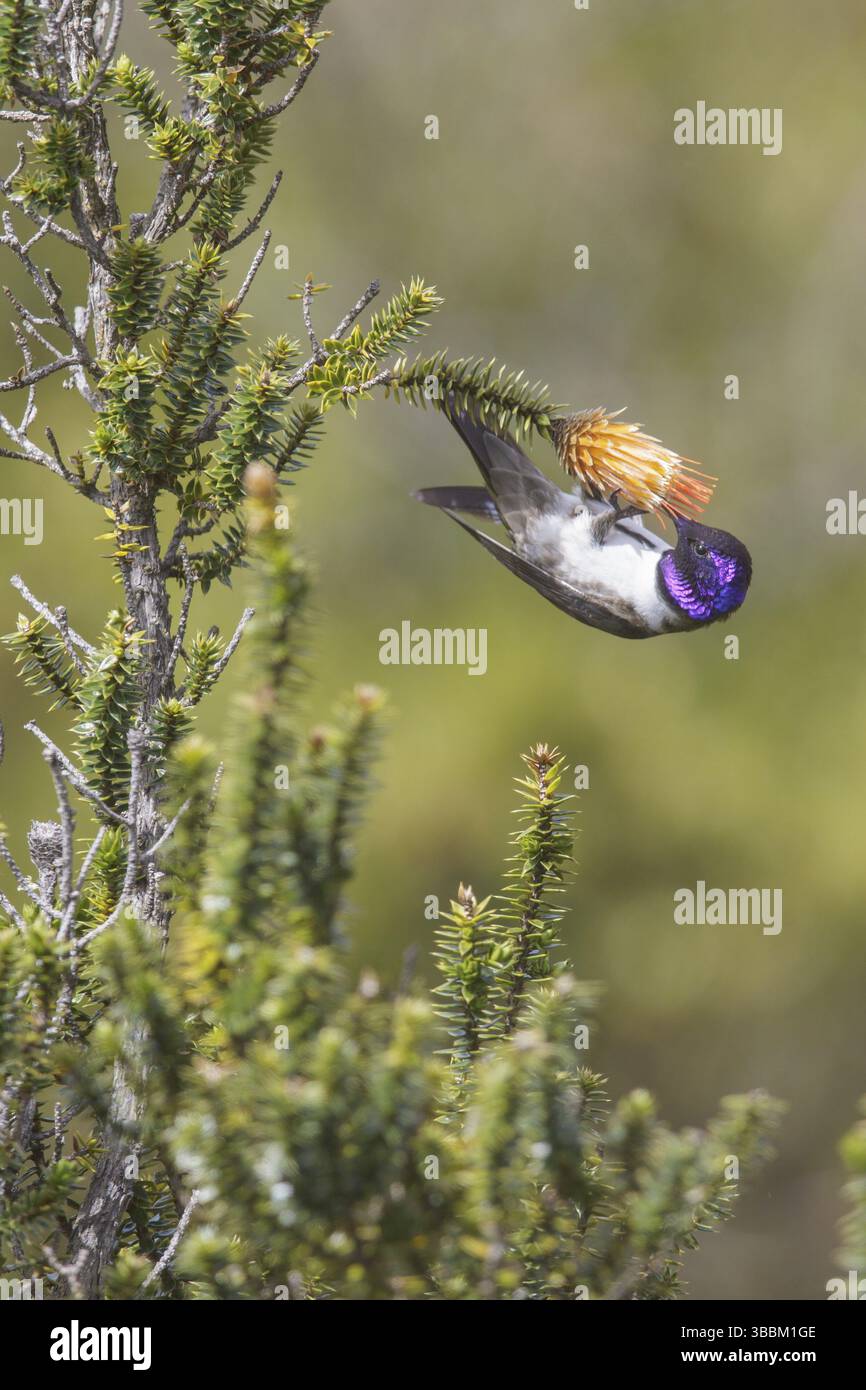 Der ecuadorianische Hillstar (Oreotrochilus chimborazo) thront auf einer Blume in Ecuador Stockfoto