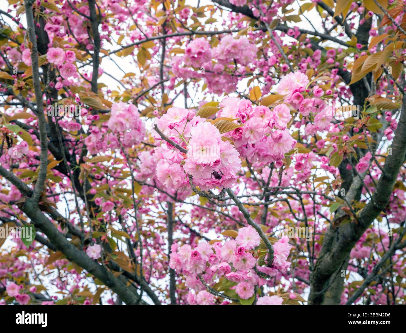 Rosa Kirschblüten blühen im April, Trocadero Garden 16. Arrondisement Paris, Frankreich, Europa Stockfoto