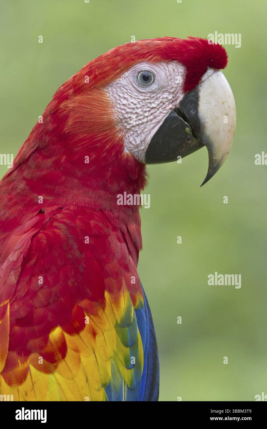 Scharlacharas (Ara macao), Costa Rica, Mittelamerika Stockfoto