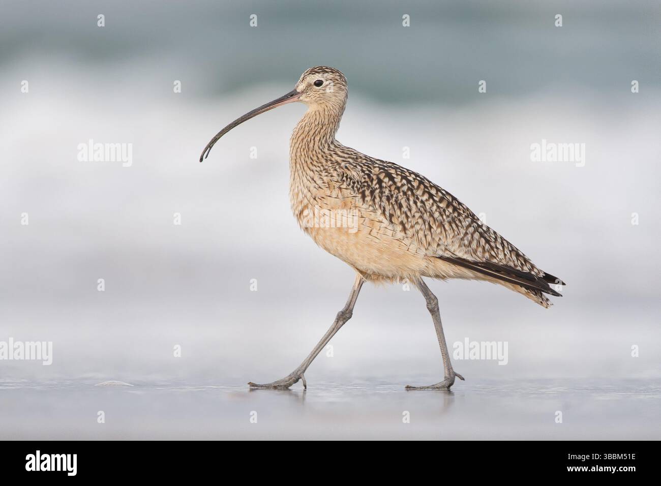 Langschnabel-Curlew : Morro Strand State Beach : Morro Bay, CA Stockfoto