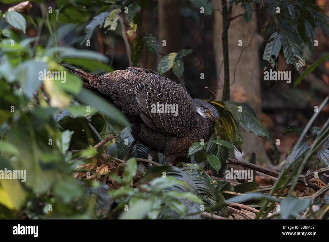 Graue Pfau-Fasan (Polyplectron bicalcaratum) männliche Futtermittelsuche, Yunnan, China, Asien Stockfoto