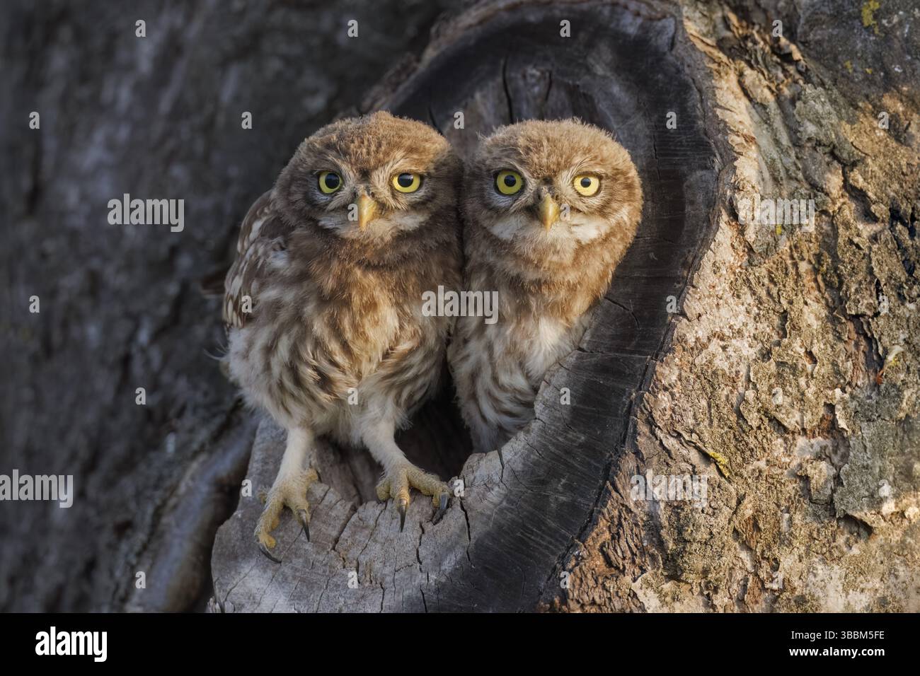 Steinkauz, Athene noctua Little Owl, Athene noctua Stockfoto