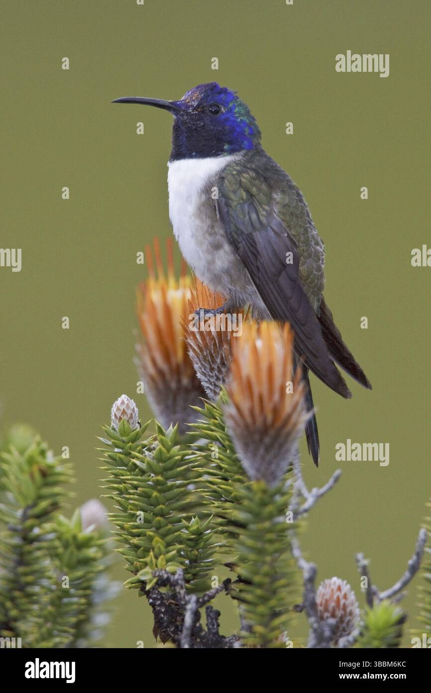 Ecuadorian Hillstar (Oreotrochilus chimborazo), Ecuador, Südamerika Stockfoto