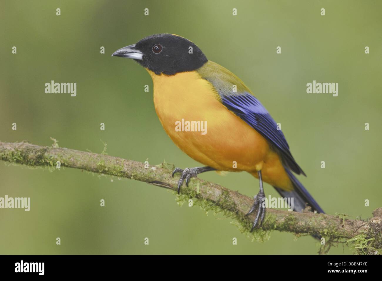 Schwarzkinned Mountain Tanager (Anisognathus notabilis), Ecuador, Südamerika Stockfoto