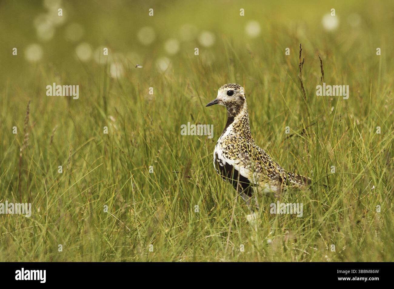 Europäischer Goldener Plover (pluvialis apricaria), Yorkshire Dales, Vereinigtes Königreich, Europa Stockfoto