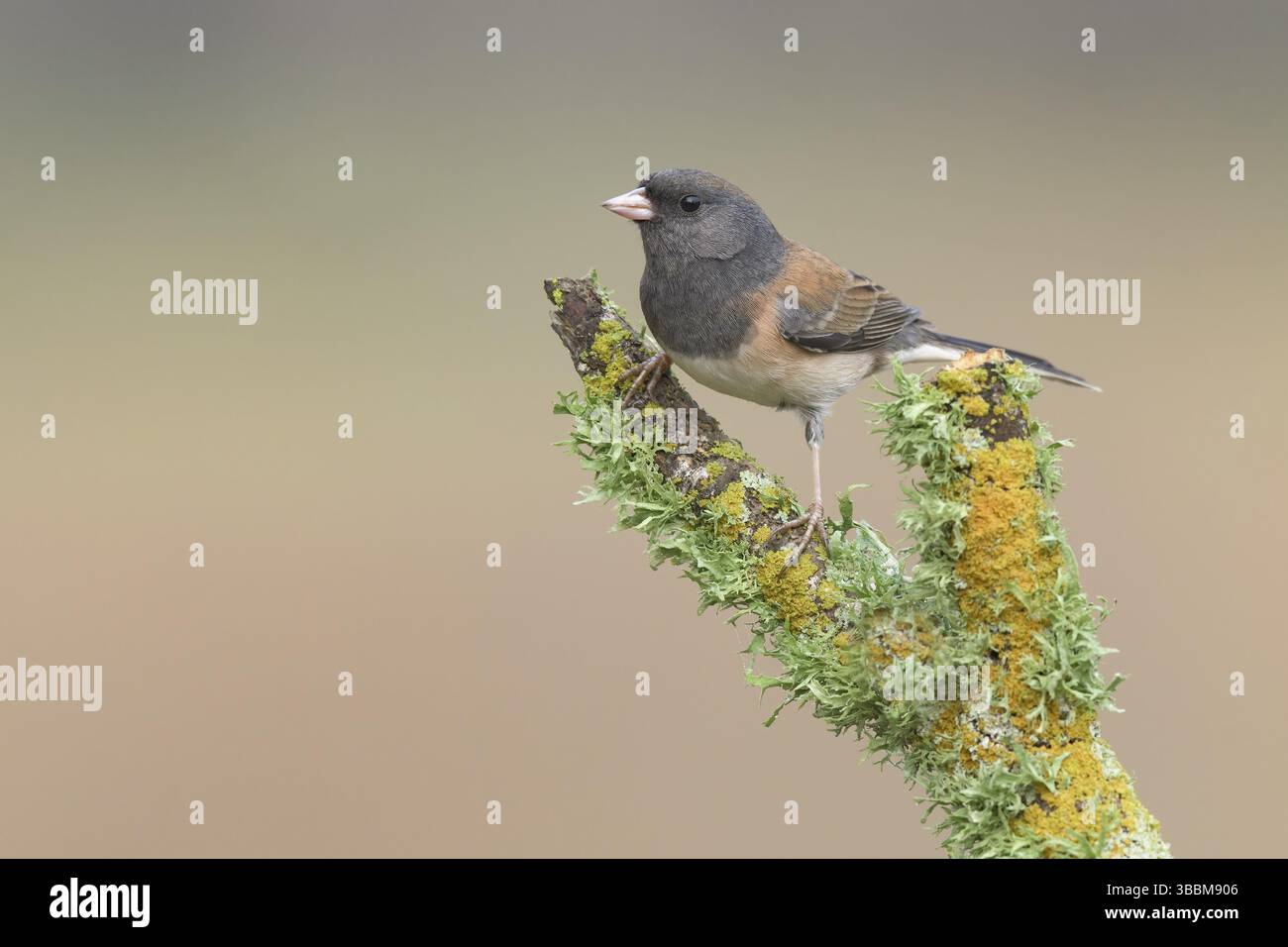 Schieferfarbener Junco (Junco hyemalis hyemalis), Kalifornien, USA, Nordamerika Stockfoto