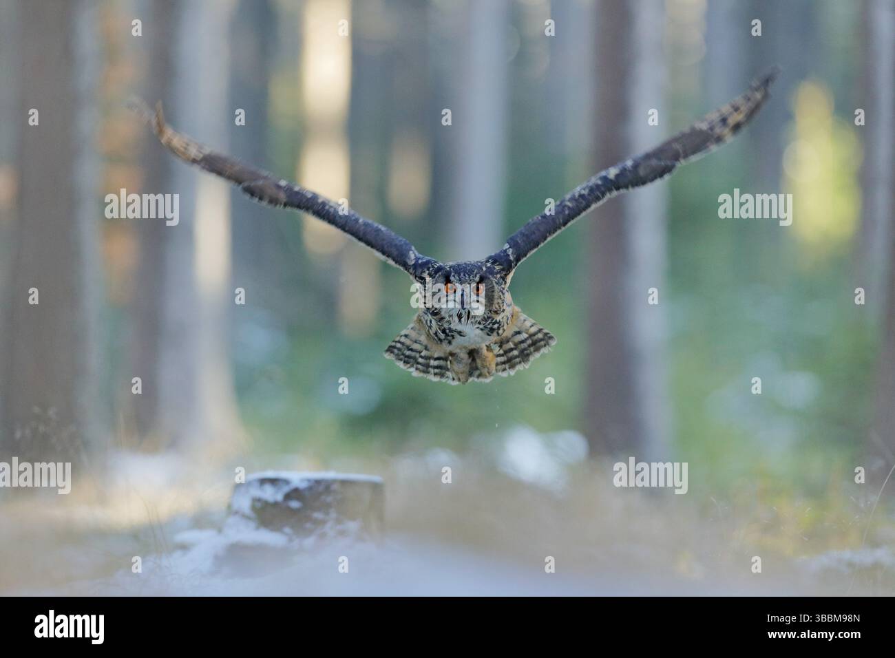 Adlereule, Bubo bubo, mit offenen Flügeln im Gesichtsflug, Winterwald Lebensraum im Hintergrund, weiße Bäume. Wildlife-Szene aus Naturwald, Deutschland. Bi Stockfoto
