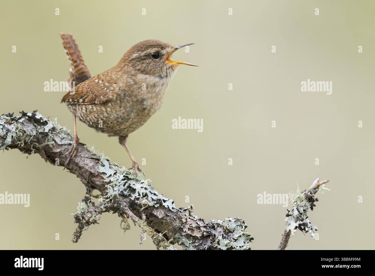 Der Winter Wren (Troglodytes hiemalis) thronte auf einer Niederlassung in Ontario, Kanada, Nordamerika Stockfoto