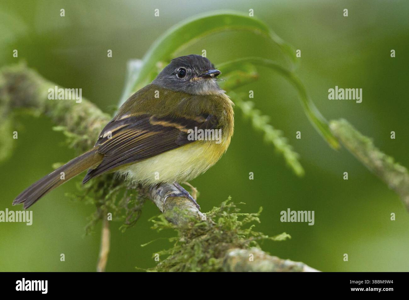 Aphanotriccus capitalis) auf einem Zweig in Costa Rica Stockfoto