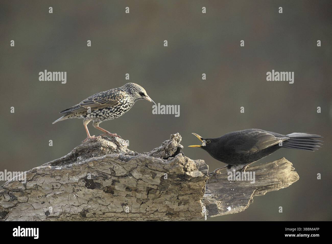 Gemeiner Starling und gemeiner Amsel (Sturnus vulgaris & Turdus merula), Nordrhein-Westfalen, Deutschland, Europa Stockfoto