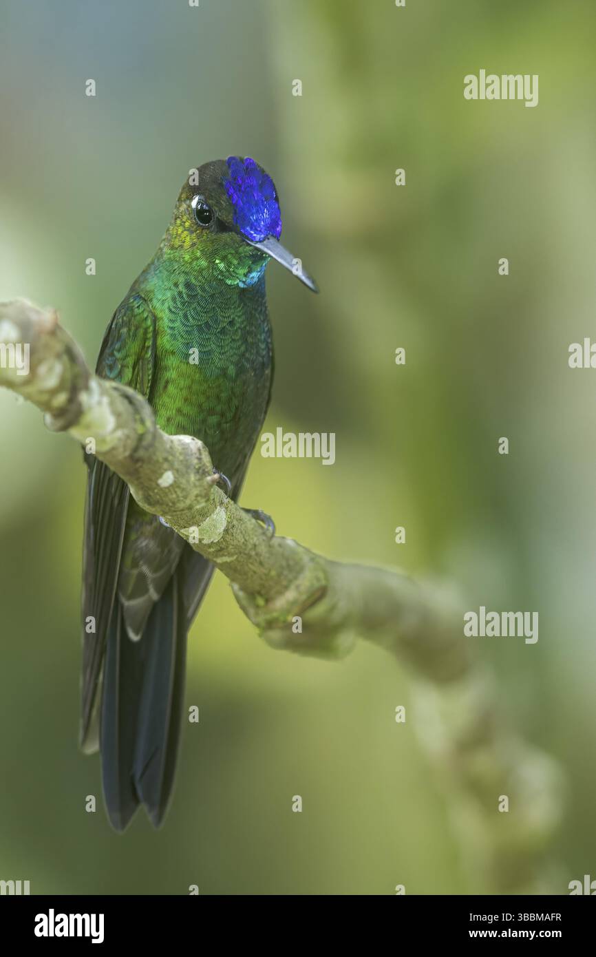 Violett-Brillant (Heliodoxa leadbeateri), der auf einem Zweig im Süden Ecuadors thront Stockfoto