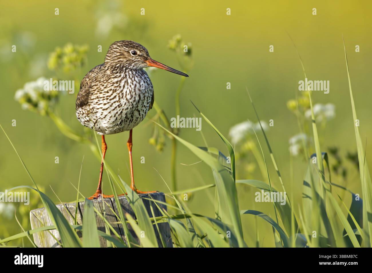 Gemeinsamen Rotschenkel (Tringa Totanus), Texel, Niederlande Stockfoto