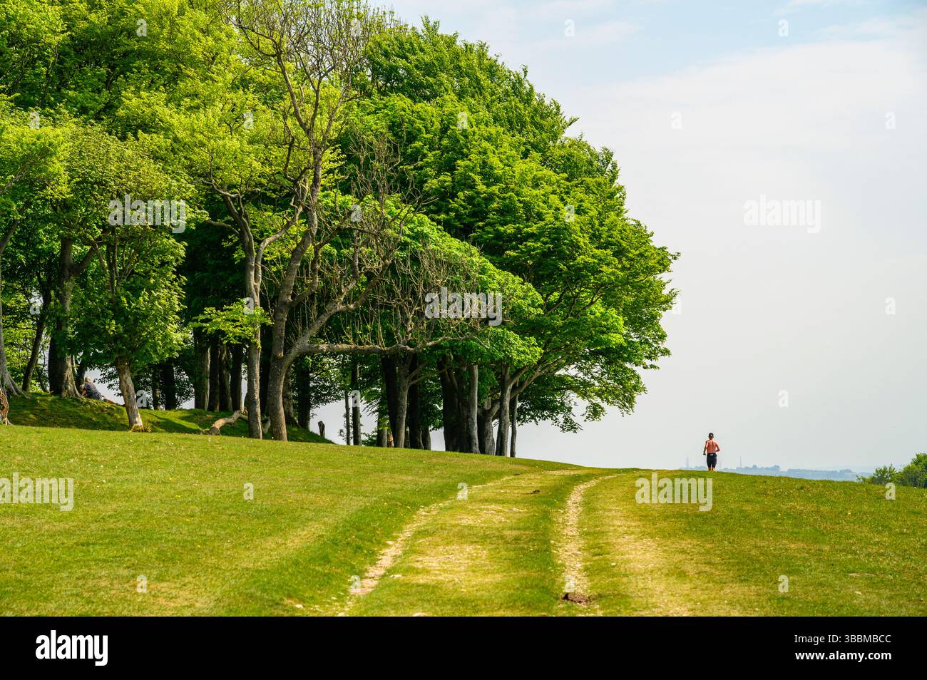 Ein einsamer Läufer joggt auf dem South Downs Way Pfad nach Osten mit dem bewaldeten prähistorischen Chanctonbury Ring auf der linken Seite in West Sussex, England. Stockfoto