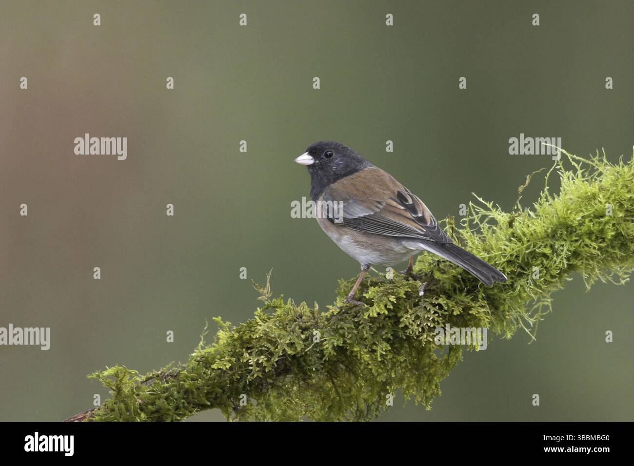 Oregon Junco (Junco hyemalis oreganus), British Columbia, Kanada, Nordamerika Stockfoto