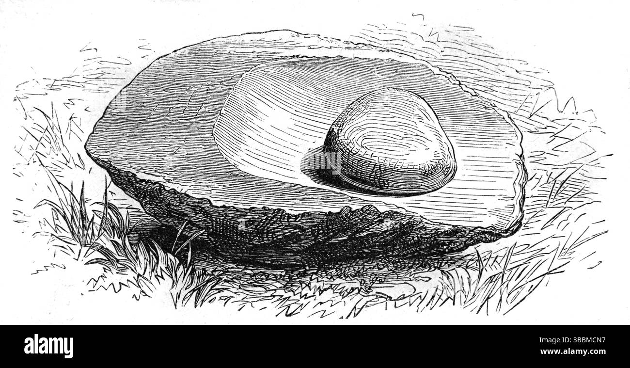 Primitiver oder grundlegender Schleifstein oder Schleifstein zum Schleifen von Weizen und anderem Getreide in afrikanischen Dörfern Afrika. Vintage oder historische Illustration oder Gravur 1866 Stockfoto