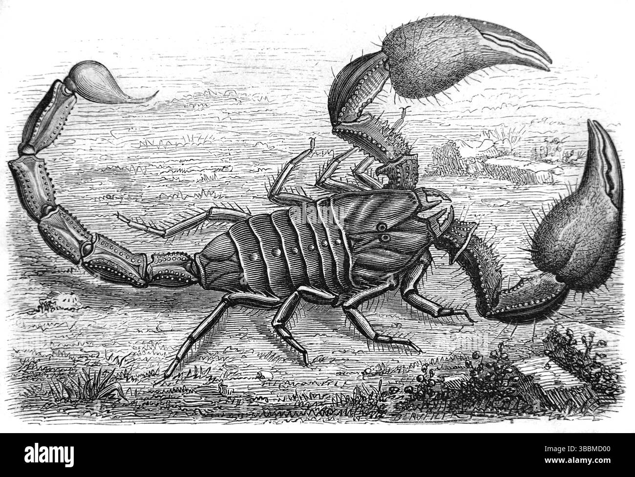 Illustration der Tierwelt des Riesenkorpions Französisch-Guayana. Vintage oder historische Gravur oder Illustration 1866 Stockfoto