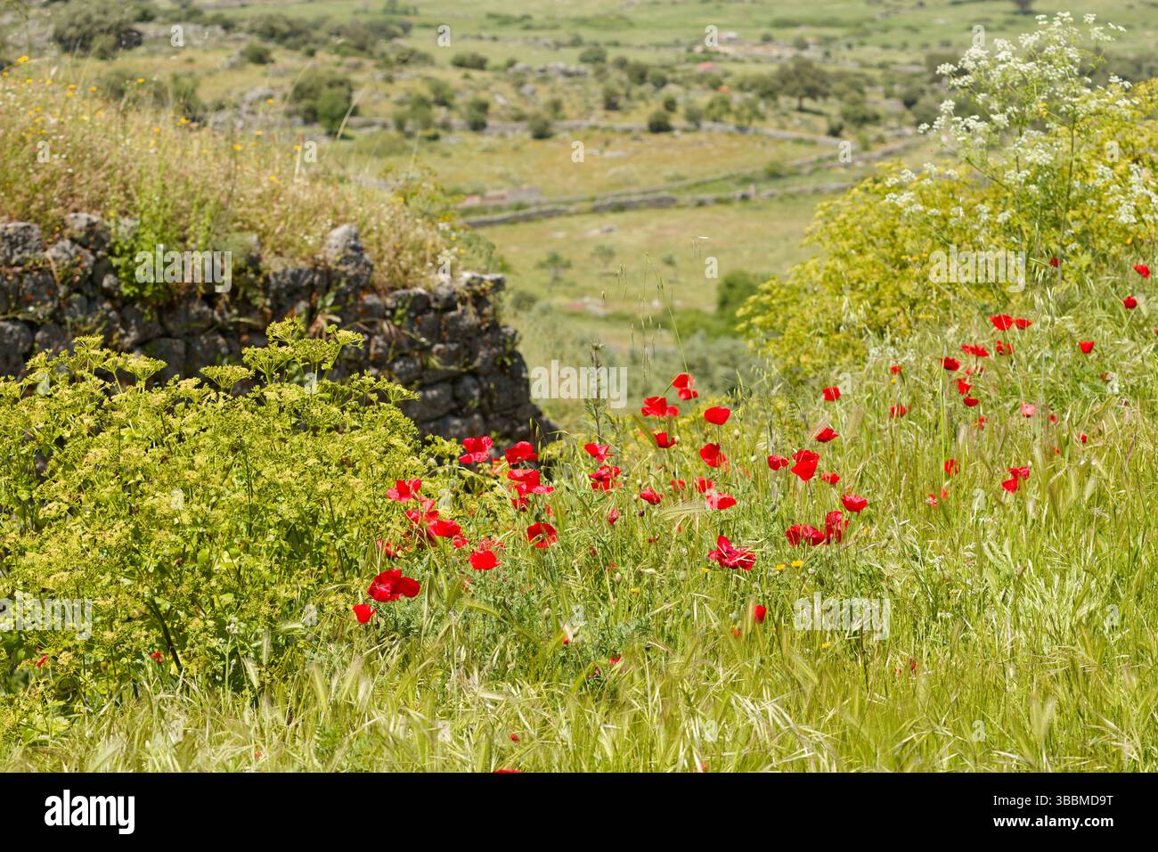 Mohnblumen in einer leichten Brise. Stockfoto