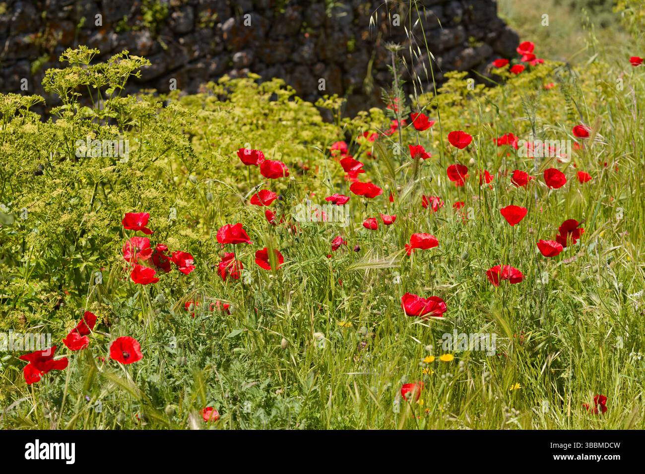 Mohnblumen in einer leichten Brise. Stockfoto