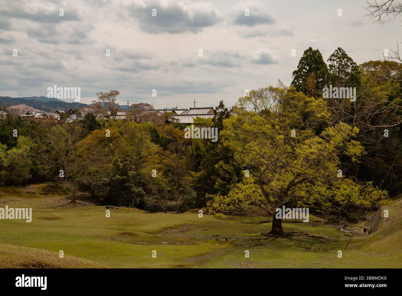 Weite Frühlingslandschaft in Nara, Japan, mit üppigen grünen Bäumen und weit entfernten traditionellen Dächern bei weichem Tageslicht Stockfoto