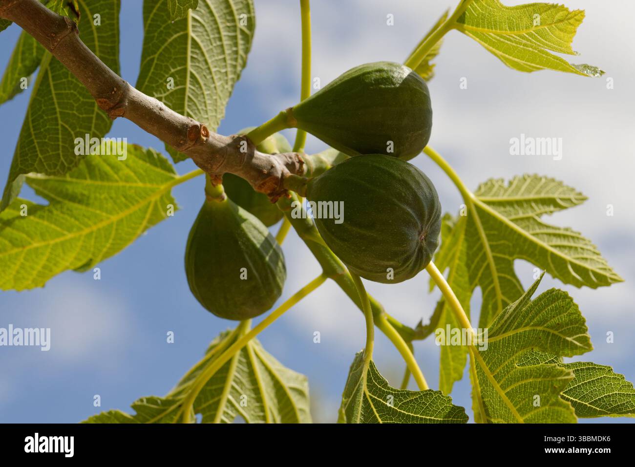 4 Feigen auf einem Feigenbaum, der in der Sonne reift. Stockfoto