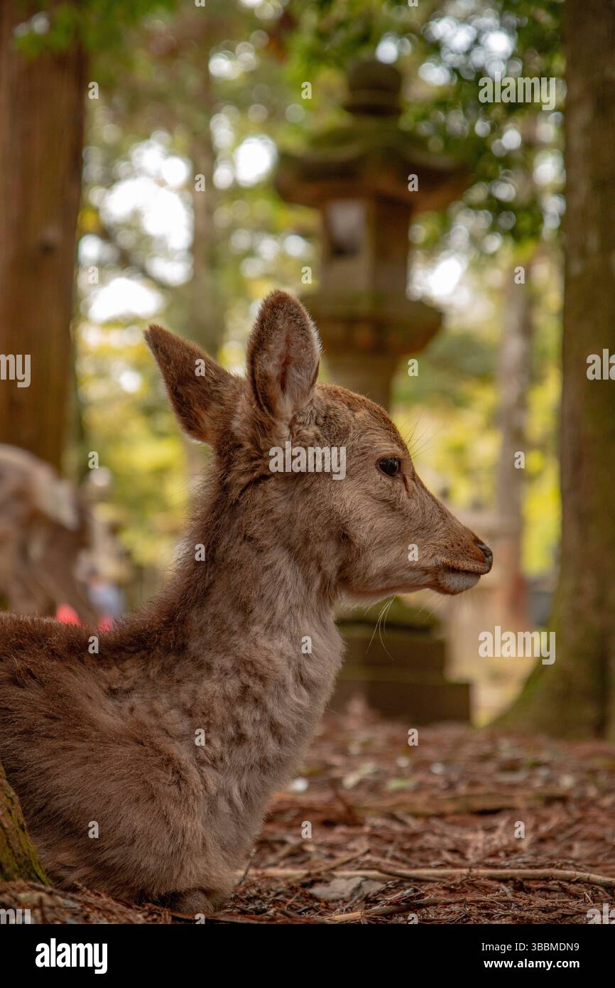 Ein Hirsch, der neben einer traditionellen japanischen Steinlaterne (tōrō) in einem ruhigen Tempelwald liegt und die Ruhe der Tierwelt mit kultureller Architektur verbindet Stockfoto