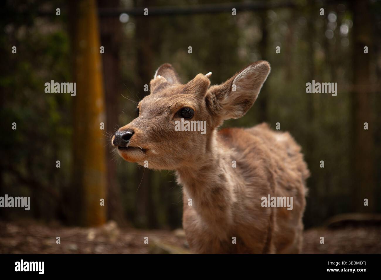 Junge Hirsche stehen wachsam unter hohen Bäumen in einem ruhigen Frühlingswald in Nara, Japan, mit weichem natürlichem Licht, das sein Fell betont Stockfoto