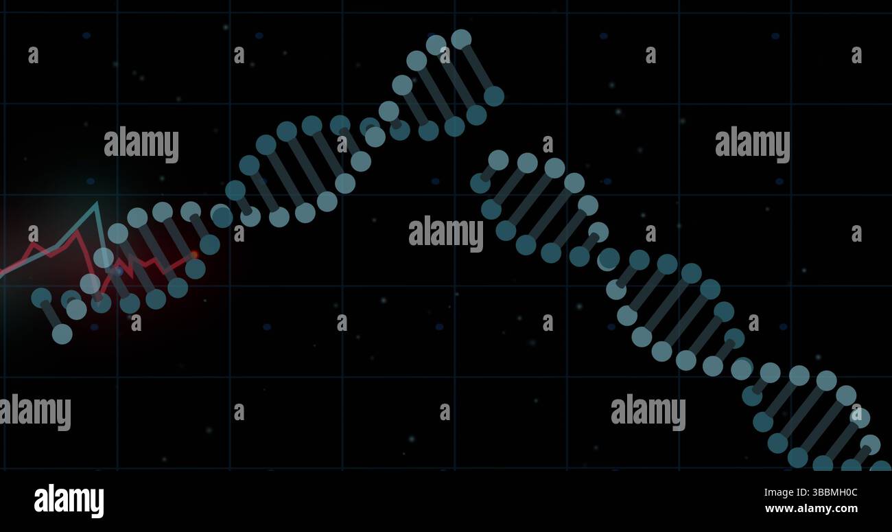 DNA-Strukturen, die sich vor rotem Diagramm über Gitternetzwerk vor schwarzem Hintergrund drehen Stockfoto