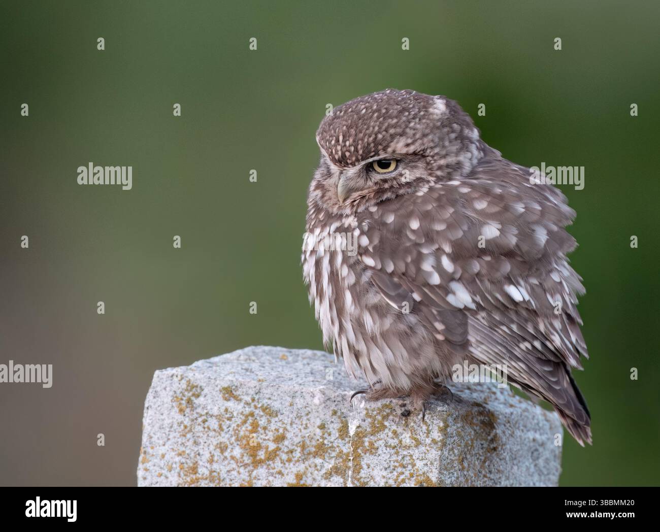 Nahaufnahme einer wilden kleinen Eule (Athen nocta), die auf einem Friedhof in Norfolk thront Stockfoto