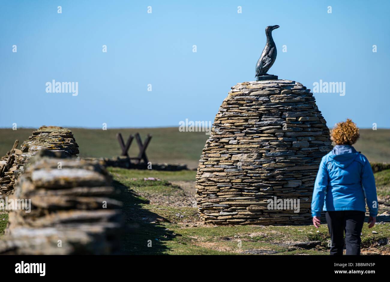 Papa Westrey, Orkney, Schottland, Vereinigtes Königreich, 16. Mai 2025. Am 23. April wurde eine Bronzeskulptur eines inzwischen ausgestorbenen Großen Auk (Pinguinus impennis) enthüllt, eine Gedenkstätte für den letzten Großen Auk, der auf Papa Westray getötet wurde. Es ist eine genaue Kopie der letzten riesigen Seevögel, die 1813 auf der Insel lebten. Sie wurde in den 1850er Jahren bis zum Aussterben gejagt Die ursprünglichen Überreste wurden gescannt und in Bronze gegossen, und das Konzept wurde von Jonathan Ford aka The Papay Ranger entworfen, der wegen seines Interesses an dem Vogel auf die Insel zog. Quelle: Sally Anderson/Alamy Live News Stockfoto