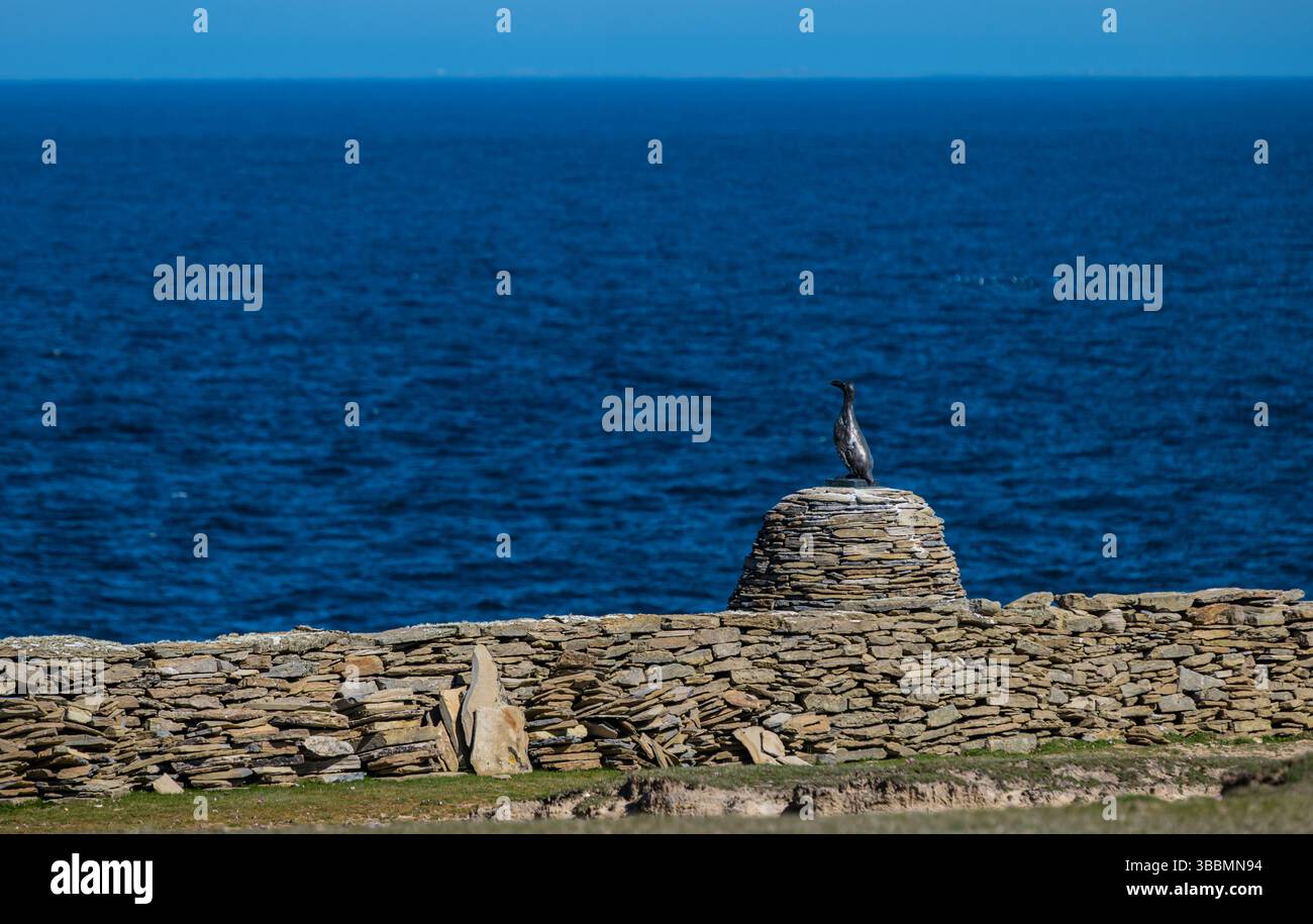 Papa Westrey, Orkney, Schottland, Vereinigtes Königreich, 16. Mai 2025. Am 23. April wurde eine Bronzeskulptur eines inzwischen ausgestorbenen Großen Auk (Pinguinus impennis) enthüllt, eine Gedenkstätte für den letzten Großen Auk, der auf Papa Westray getötet wurde. Es ist eine genaue Kopie der letzten riesigen Seevögel, die 1813 auf der Insel lebten. Sie wurde in den 1850er Jahren bis zum Aussterben gejagt Die ursprünglichen Überreste wurden gescannt und in Bronze gegossen, und das Konzept wurde von Jonathan Ford aka The Papay Ranger entworfen, der wegen seines Interesses an dem Vogel auf die Insel zog. Quelle: Sally Anderson/Alamy Live News Stockfoto