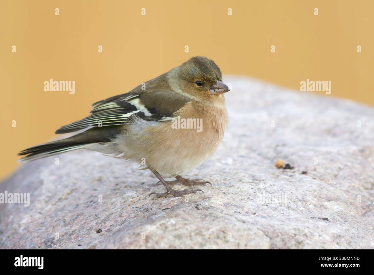 Buchfink - Fringilla coelebs ssp. Coelebs, Deutschland, Erwachsene weiblich, Europa Stockfoto