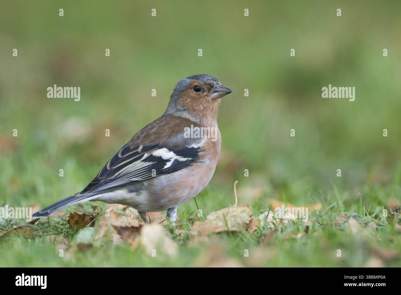 Buchfink - Fringilla coelebs ssp. Gengleri, Großbritannien, Erwachsene männlich Stockfoto