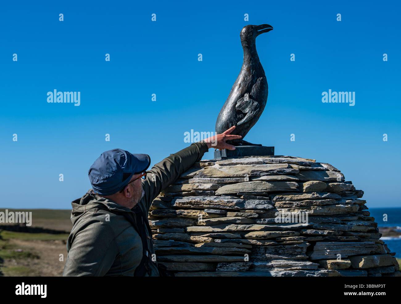 Papa Westrey, Orkney, Schottland, Vereinigtes Königreich, 16. Mai 2025. Am 23. April wurde eine Bronzeskulptur eines inzwischen ausgestorbenen Great Auk enthüllt, eine Gedenkstätte für den letzten Great Auk, der auf Papa Westray getötet wurde. Es ist eine genaue Kopie der letzten riesigen Seevögel, die 1813 auf der Insel lebten. Sie wurde in den 1850er Jahren bis zum Aussterben gejagt Die ursprünglichen Überreste wurden gescannt und in Bronze gegossen, und das Konzept wurde von Jonathan Ford aka The Papay Ranger entworfen, der wegen seines Interesses an dem Vogel auf die Insel zog (siehe Abbildung). Quelle: Sally Anderson/Alamy Live News Stockfoto