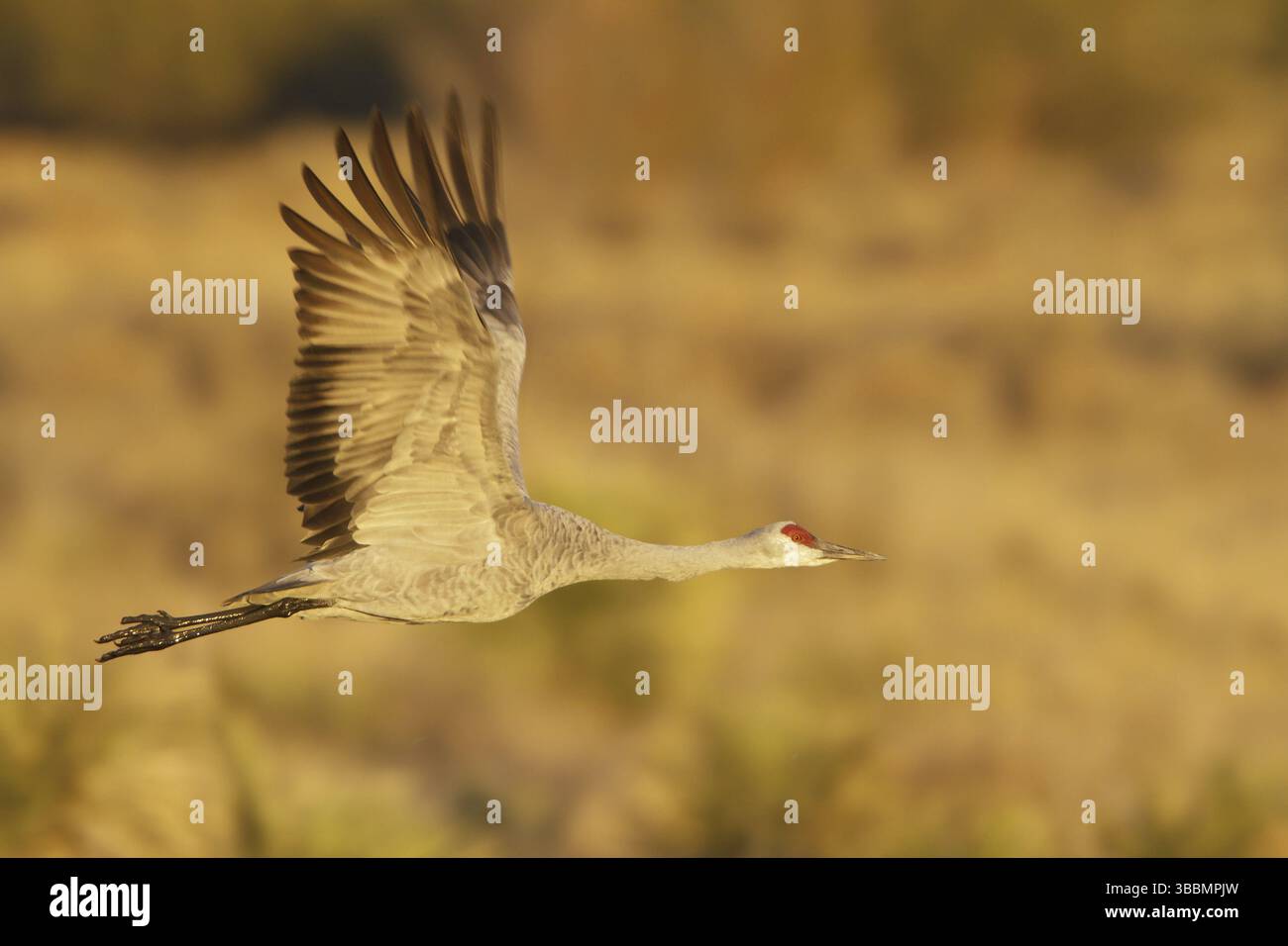 Sandhill Crane (Antigone canadensis) fliegt, New Mexico, USA, Nordamerika Stockfoto