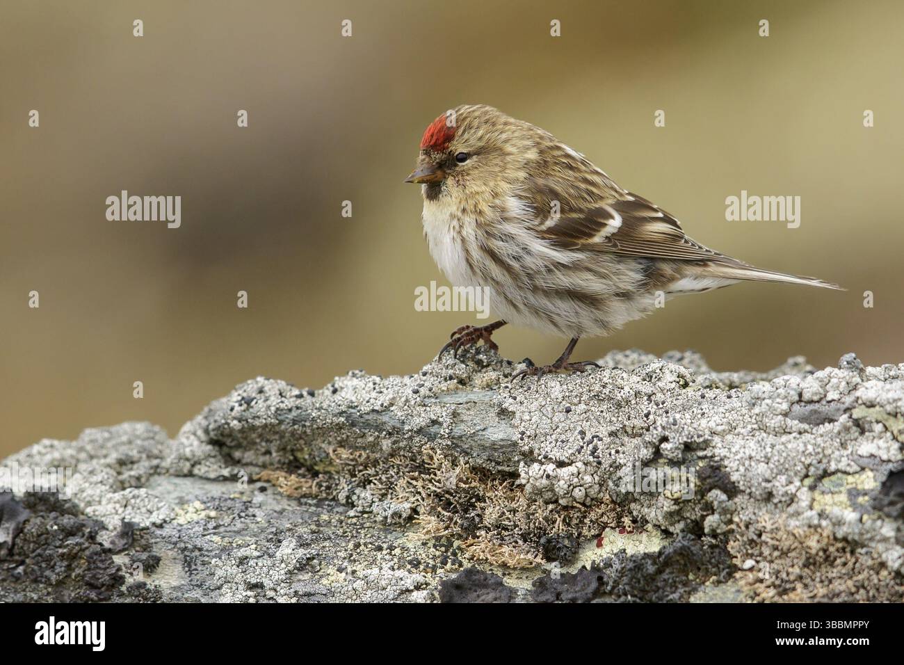 Rotpoll (Carduelis flammea) thront auf einem Felsen in der Nähe von Nome, Alaska Stockfoto