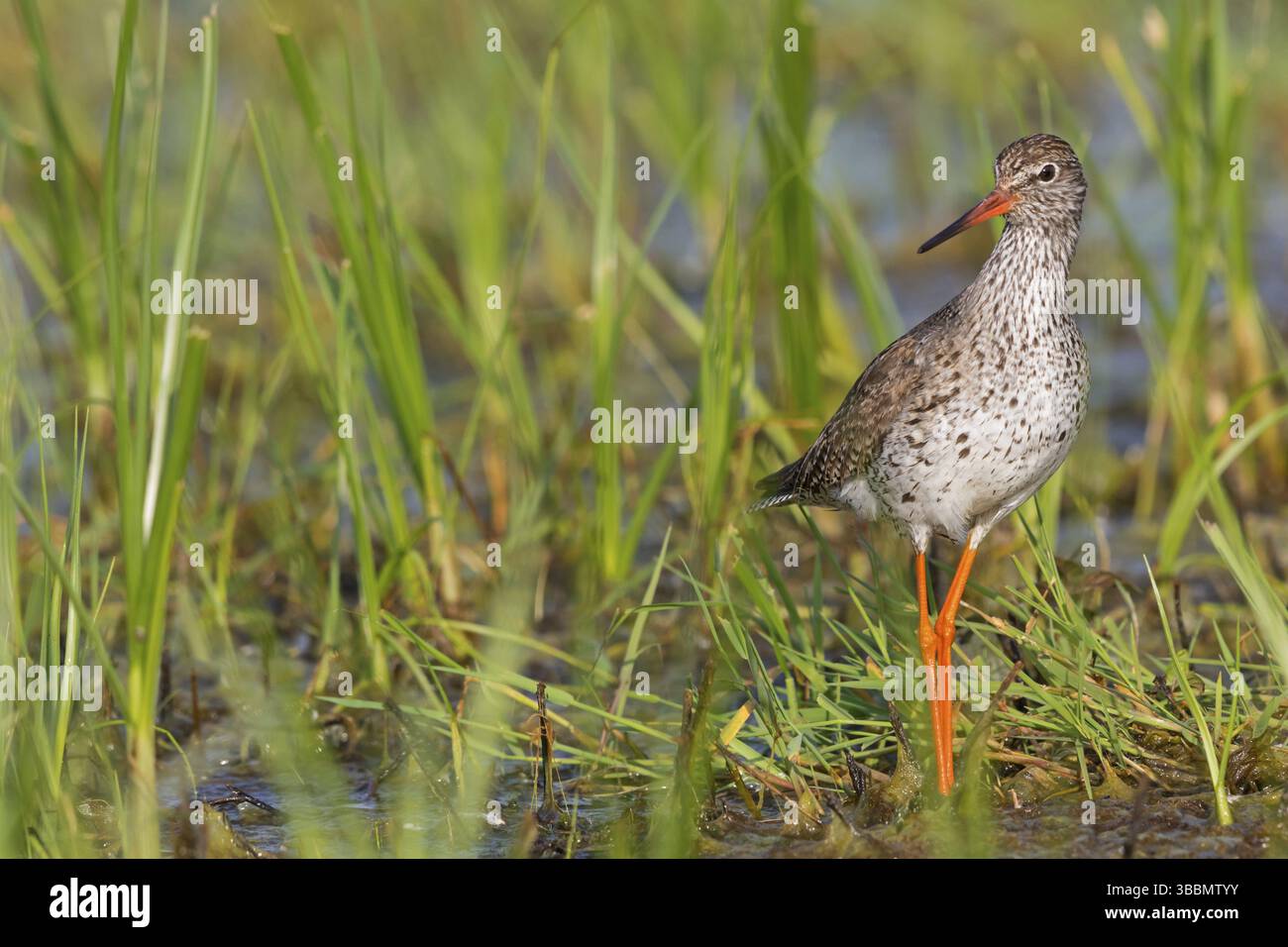 Rotschenkel, Rotschenkel, Rotschenkel, Tringa totanus, Chevalier gambette, Archibebe Comun Stockfoto