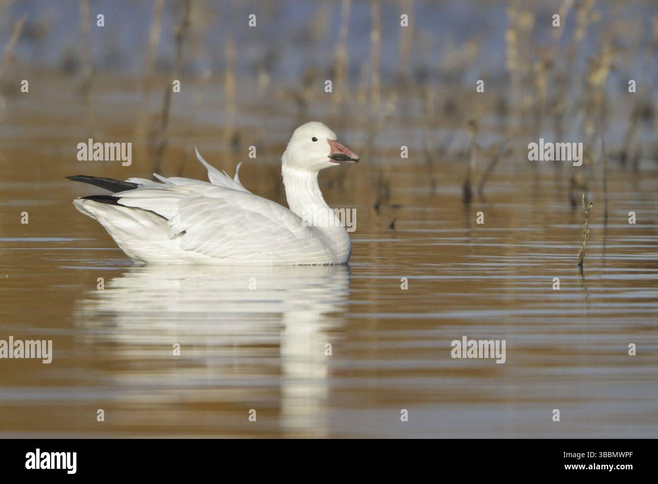 Schneegans (Anser caerulescens), New Mexico, USA, Nordamerika Stockfoto