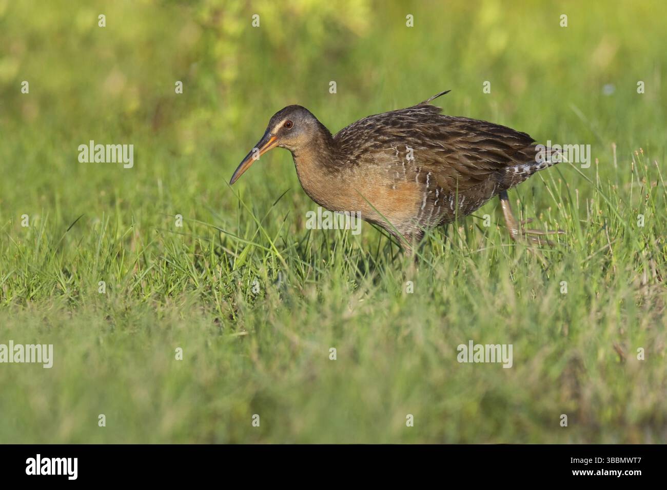 King Rail (Rallus elegans), Texas, USA, Nordamerika Stockfoto
