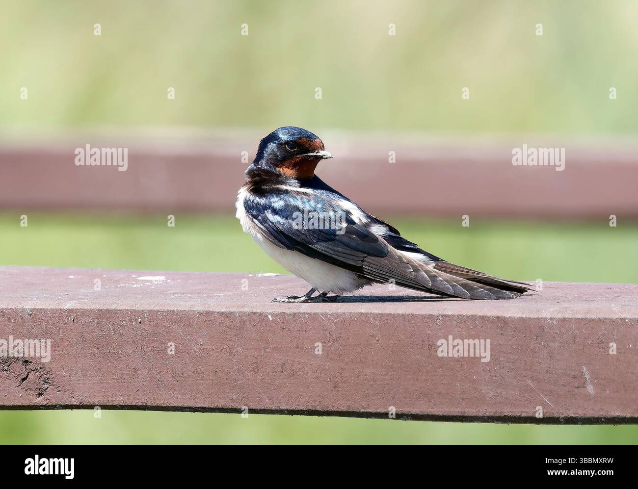 Scheune Swallow, Rauchschwalbe, Hirondelle rustique, Hirundo rustica, füsti fecske, Hortobágy, Ungarn, Magyarország, Europa Stockfoto