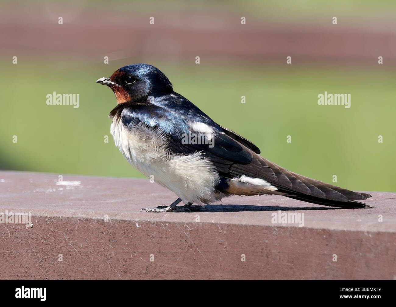 Scheune Swallow, Rauchschwalbe, Hirondelle rustique, Hirundo rustica, füsti fecske, Hortobágy, Ungarn, Magyarország, Europa Stockfoto
